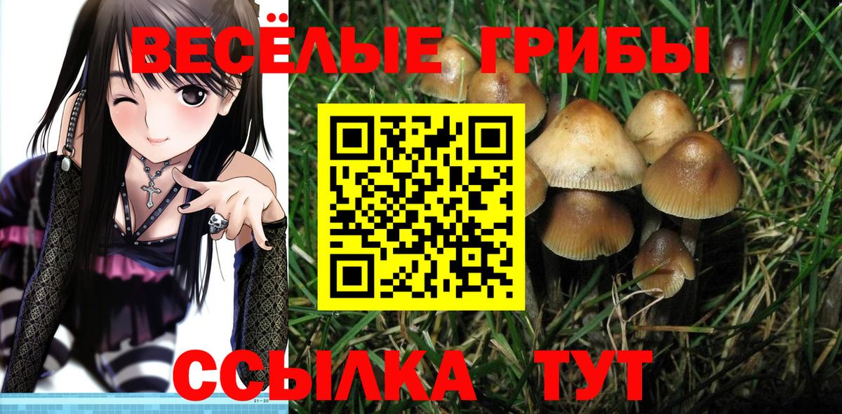 Псилоцибиновые грибы Psilocybine cubensis Кинель